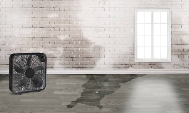 Best Mold removal after water damage  in Amsterdam, NY